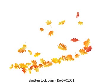 Oak, maple, wild ash rowan leaves vector, autumn foliage on white background. Red orange gold oak dry autumn leaves. Beautiful tree foliage october background pattern.
