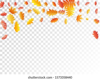 Oak, maple, wild ash rowan leaves vector, autumn foliage on transparent background. Red orange gold oak dry autumn leaves. Stylish tree foliage november season specific background.