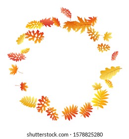 Oak, maple, wild ash rowan leaves vector, autumn foliage on white background. Red orange yellow wild ash dry autumn leaves. Flying tree foliage october background graphics.