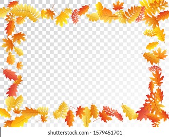 Oak, maple, wild ash rowan leaves vector, autumn foliage on transparent background. Red orange gold rowan dry autumn leaves. Floral tree foliage vector october seasonal background.