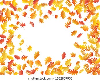 Oak, maple, wild ash rowan leaves vector, autumn foliage on white background. Red orange gold wild ash dry autumn leaves. Isolated tree foliage october season specific background.