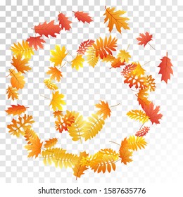 Oak, maple, wild ash rowan leaves vector, autumn foliage on transparent background. Red orange gold rowan and oak autumn leaves. Biological tree foliage november seasonal background.