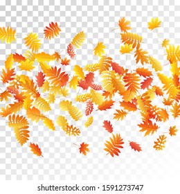 Oak, maple, wild ash rowan leaves vector, autumn foliage on transparent background. Red orange yellow sorb dry autumn leaves. Isolated tree foliage november seasonal background.