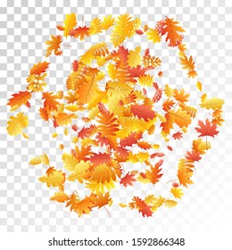 Oak, maple, wild ash rowan leaves vector, autumn foliage on transparent background. Red orange gold sorbus dry autumn leaves. Detailed tree foliage october background pattern.