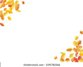 Oak, maple, wild ash rowan leaves vector, autumn foliage on white background. Red gold yellow wild ash dry autumn leaves. Rich tree foliage vector october season specific background.
