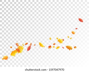 Oak, maple, wild ash rowan leaves vector, autumn foliage on transparent background. Red gold yellow sorbus dry autumn leaves. Isolated tree foliage vector october season specific background.