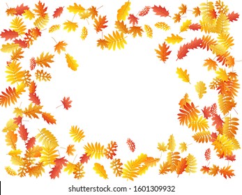 Oak, maple, wild ash rowan leaves vector, autumn foliage on white background. Red orange yellow sorb dry autumn leaves. Floral tree foliage october background graphics.