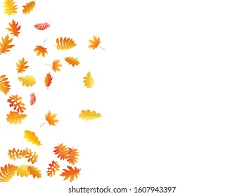 Oak, maple, wild ash rowan leaves vector, autumn foliage on white background. Red orange yellow ash and oak autumn leaves. Isolated tree foliage november seasonal background.
