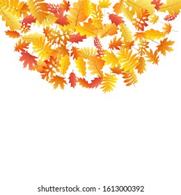 Oak, maple, wild ash rowan leaves vector, autumn foliage on white background. Red gold yellow sorbus dry autumn leaves. Rich tree foliage november season specific background.