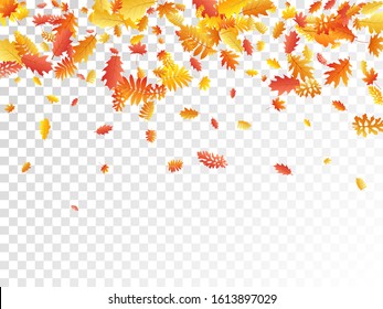 Oak, maple, wild ash rowan leaves vector, autumn foliage on transparent background. Red orange gold rowan and oak autumn leaves. Flying tree foliage october background pattern.