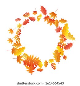 Roble, arce, hojas de rowan de ceniza silvestre vectorial, follaje otoñal sobre fondo blanco. Hojas secas de otoño con ceniza dorada y amarilla roja. El follaje de los árboles florales cae en el patrón de fondo estacional.