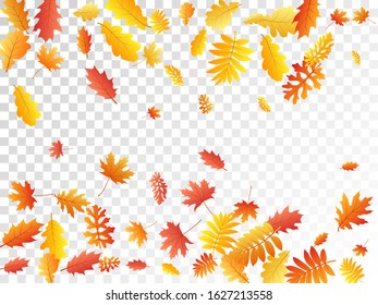 Oak, maple, wild ash rowan leaves vector, autumn foliage on transparent background. Red orange yellow rowan dry autumn leaves. Forest tree foliage vector october seasonal background.