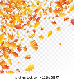 Oak, maple, wild ash rowan leaves vector, autumn foliage on transparent background. Red orange gold ash and oak autumn leaves. Isolated tree foliage vector september season specific background.