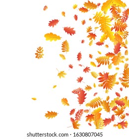 Oak, maple, wild ash rowan leaves vector, autumn foliage on white background. Red orange yellow rowan dry autumn leaves. Fancy tree foliage vector october seasonal background.
