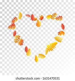 Oak, maple, wild ash rowan leaves vector, autumn foliage on transparent background. Red gold yellow oak dry autumn leaves. Flying tree foliage october background graphics.