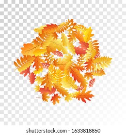 Oak, maple, wild ash rowan leaves vector, autumn foliage on transparent background. Red orange gold oak dry autumn leaves. Romantic tree foliage fall seasonal background pattern.