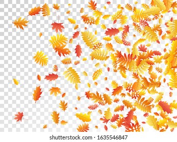 Oak, maple, wild ash rowan leaves vector, autumn foliage on transparent background. Red orange yellow oak dry autumn leaves. Fantastic tree foliage fall season specific background pattern.