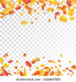 Oak, maple, wild ash rowan leaves vector, autumn foliage on transparent background. Red gold yellow wild ash dry autumn leaves. Nostalgic tree foliage september background graphics.