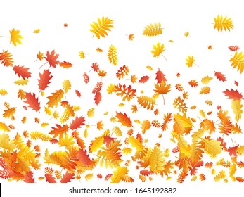 Oak, maple, wild ash rowan leaves vector, autumn foliage on white background. Red gold yellow sorbus dry autumn leaves. Botanical tree foliage vector october seasonal background.