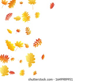 Oak, maple, wild ash rowan leaves vector, autumn foliage on white background. Red orange gold rowan and oak autumn leaves. Falling tree foliage october background pattern.