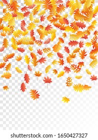Roble, arce, hojas de rowan de ceniza silvestre vectorial, follaje otoñal sobre fondo transparente. Hojas de otoño secas de color rojo amarillo dorado. Fondo específico de la temporada de caída del vector vegetal de árbol brillante.