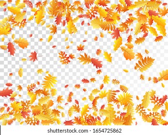 Oak, maple, wild ash rowan leaves vector, autumn foliage on transparent background. Red orange yellow rowan and oak autumn leaves. Nice tree foliage vector november seasonal background.