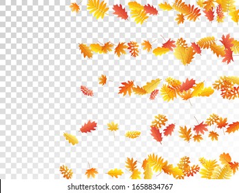 Oak, maple, wild ash rowan leaves vector, autumn foliage on transparent background. Red orange yellow sorb dry autumn leaves. Cool tree foliage november seasonal background pattern.