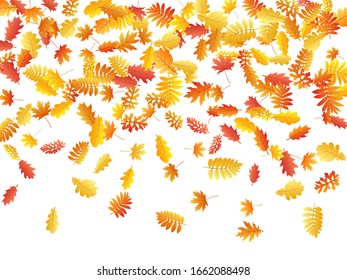 Roble, arce, hojas de rowan de ceniza silvestre vectorial, follaje otoñal sobre fondo blanco. Ceniza dorada roja y hojas de otoño de roble. Vector de follaje de árbol botánico de octubre fondo estacional.
