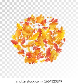 Oak, maple, wild ash rowan leaves vector, autumn foliage on transparent background. Red orange yellow ash and oak autumn leaves. Falling tree foliage vector october season specific background.