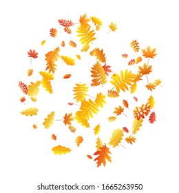 Oak, maple, wild ash rowan leaves vector, autumn foliage on white background. Red gold yellow rowan and oak autumn leaves. Biological tree foliage fall season specific background pattern.