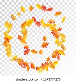 Oak, maple, wild ash rowan leaves vector, autumn foliage on transparent background. Red gold yellow rowan dry autumn leaves. Bright tree foliage november seasonal background pattern.