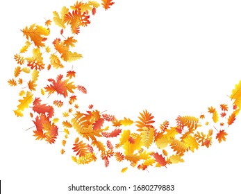 Roble, arce, hojas de rowan de ceniza silvestre vectorial, follaje otoñal sobre fondo blanco. Hojas secas de otoño con ceniza dorada y amarilla roja. Antecedentes específicos de la temporada de noventa del vector vegetal del árbol botánico.