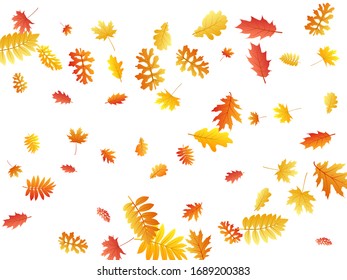 Roble, arce, hojas de rowan de ceniza silvestre vectorial, follaje otoñal sobre fondo blanco. Hojas de otoño secas de sorbús amarillo rojo anaranjado. Follaje de árbol abstracto en el contexto estacional de octubre.