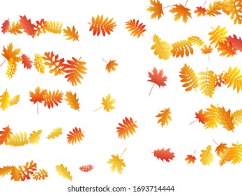 Oak, maple, wild ash rowan leaves vector, autumn foliage on white background. Red gold yellow sorb dry autumn leaves. Flying tree foliage vector november seasonal background.