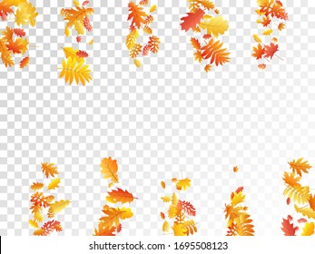 Oak, maple, wild ash rowan leaves vector, autumn foliage on transparent background. Red orange yellow sorb dry autumn leaves. Fantastic tree foliage vector november seasonal background.