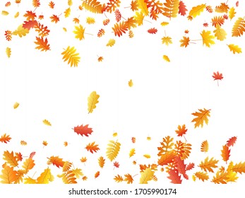Oak, maple, wild ash rowan leaves vector, autumn foliage on white background. Red orange yellow rowan dry autumn leaves. Nostalgic tree foliage october background graphics.