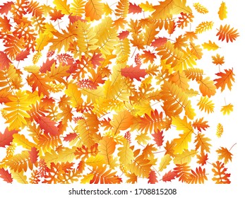 Roble, arce, hojas de rowan de ceniza silvestre vectorial, follaje otoñal sobre fondo blanco. Hojas de otoño secas de sorbús amarillo dorado rojo. Fantástico follaje de árbol en octubre patrón de fondo.