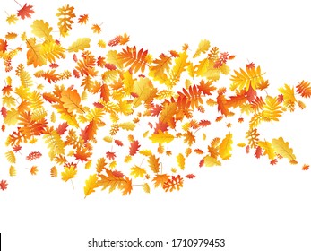 Oak, maple, wild ash rowan leaves vector, autumn foliage on white background. Red orange gold sorb dry autumn leaves. Cool tree foliage september background graphics.