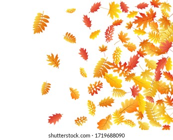 Eiche, Ahorn, wilde Aschenbrauenblätter, Vektorgrafik, Herbstblätter auf weißem Hintergrund. Rote orangefarbene Goldasche und Herbstblätter aus Eiche. Fantastisches Baumblättern im November saisonalen Hintergrund.