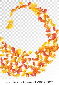 Oak, maple, wild ash rowan leaves vector, autumn foliage on transparent background. Red orange gold sorbus dry autumn leaves. Abstract tree foliage november seasonal background.