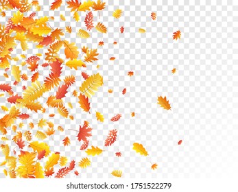 Oak, maple, wild ash rowan leaves vector, autumn foliage on transparent background. Red orange gold rowan and oak autumn leaves. Rich tree foliage vector november seasonal background.