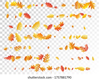 Oak, maple, wild ash rowan leaves vector, autumn foliage on transparent background. Red orange yellow ash and oak autumn leaves. Nostalgic tree foliage vector october season specific background.