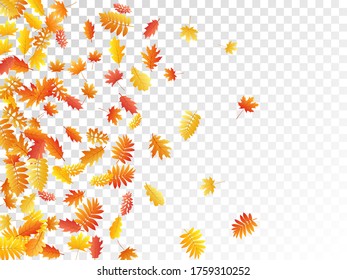 Oak, maple, wild ash rowan leaves vector, autumn foliage on transparent background. Red orange yellow rowan and oak autumn leaves. Rich tree foliage october background graphics.