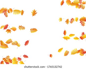 Oak, maple, wild ash rowan leaves vector, autumn foliage on white background. Red orange yellow rowan dry autumn leaves. Nostalgic tree foliage vector october season specific background.
