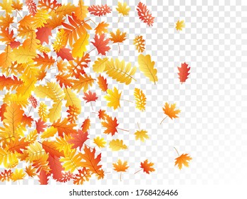 Oak, maple, wild ash rowan leaves vector, autumn foliage on transparent background. Red orange yellow rowan and oak autumn leaves. Falling tree foliage october background graphics.