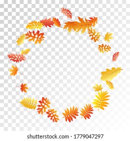 Oak, maple, wild ash rowan leaves vector, autumn foliage on transparent background. Red orange gold sorbus dry autumn leaves. Garden tree foliage fall season specific background.