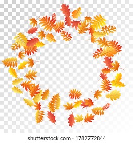 Oak, maple, wild ash rowan leaves vector, autumn foliage on transparent background. Red gold yellow wild ash dry autumn leaves. Fantastic tree foliage fall season specific background.
