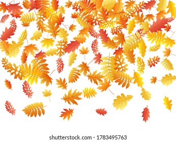Oak, maple, wild ash rowan leaves vector, autumn foliage on white background. Red orange yellow sorb dry autumn leaves. Flying tree foliage vector november seasonal background.