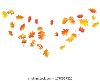 Oak, maple, wild ash rowan leaves vector, autumn foliage on white background. Red gold yellow wild ash dry autumn leaves. Realistic tree foliage november season specific background.