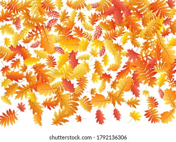 Roble, arce, rowan de ceniza salvaje vector, follaje otoñal sobre fondo blanco. Hojas de otoño secas de rowan amarillo dorado rojo. Vector de follaje de árbol brillante fondo estacional de septiembre.
